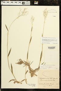 Dichanthelium ovale subsp. villosissimum image