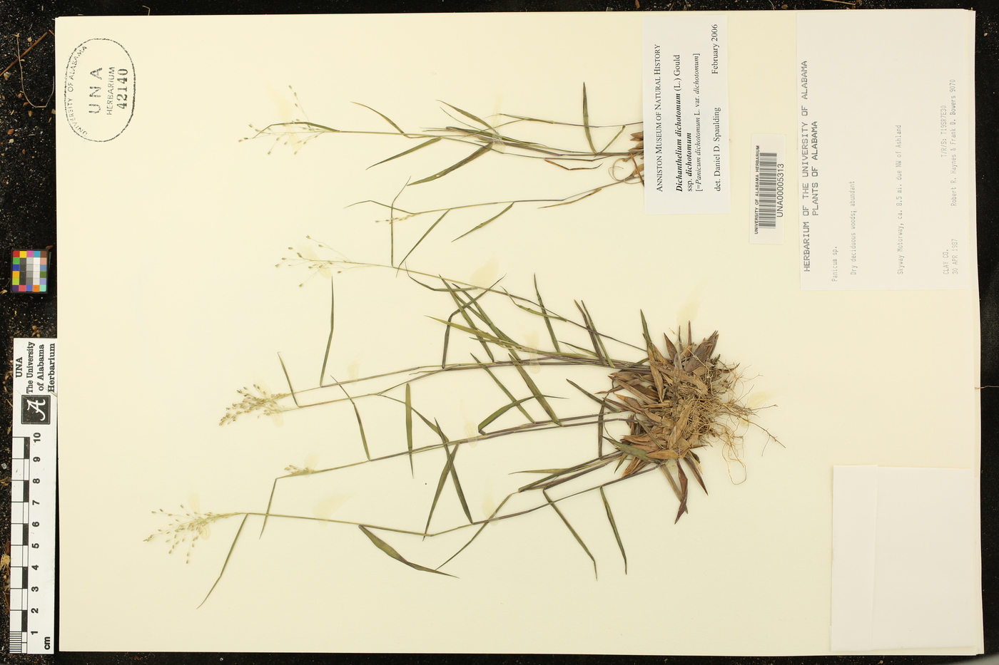 Dichanthelium dichotomum subsp. dichotomum image