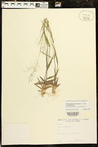 Dichanthelium dichotomum subsp. dichotomum image