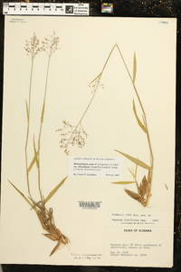 Dichanthelium ovale subsp. villosissimum image