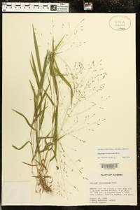 Kellochloa verrucosa image