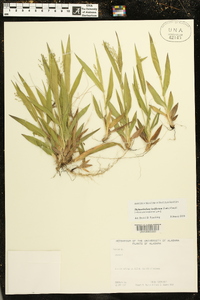 Dichanthelium laxiflorum image