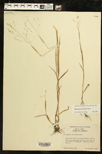 Kellochloa verrucosa image