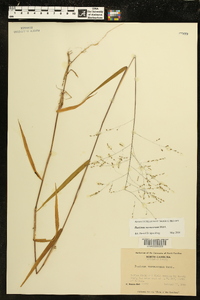 Kellochloa verrucosa image