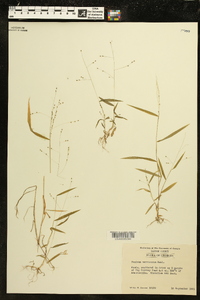 Kellochloa verrucosa image