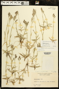 Panicum repens image