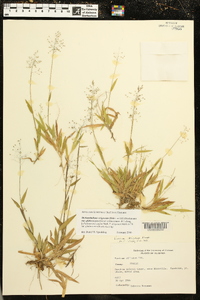 Dichanthelium strigosum subsp. glabrescens image