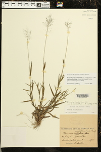 Dichanthelium acuminatum subsp. longiligulatum image