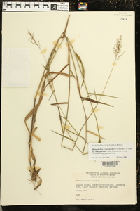 Dichanthelium acuminatum subsp. longiligulatum image