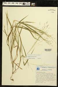 Kellochloa verrucosa image