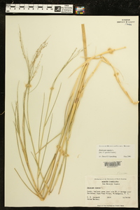 Panicum repens image