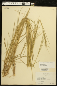 Panicum repens image