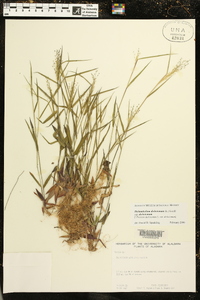 Dichanthelium dichotomum subsp. dichotomum image