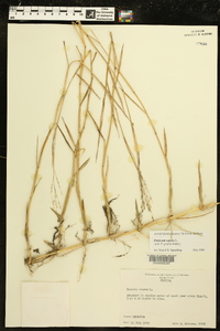 Panicum repens image