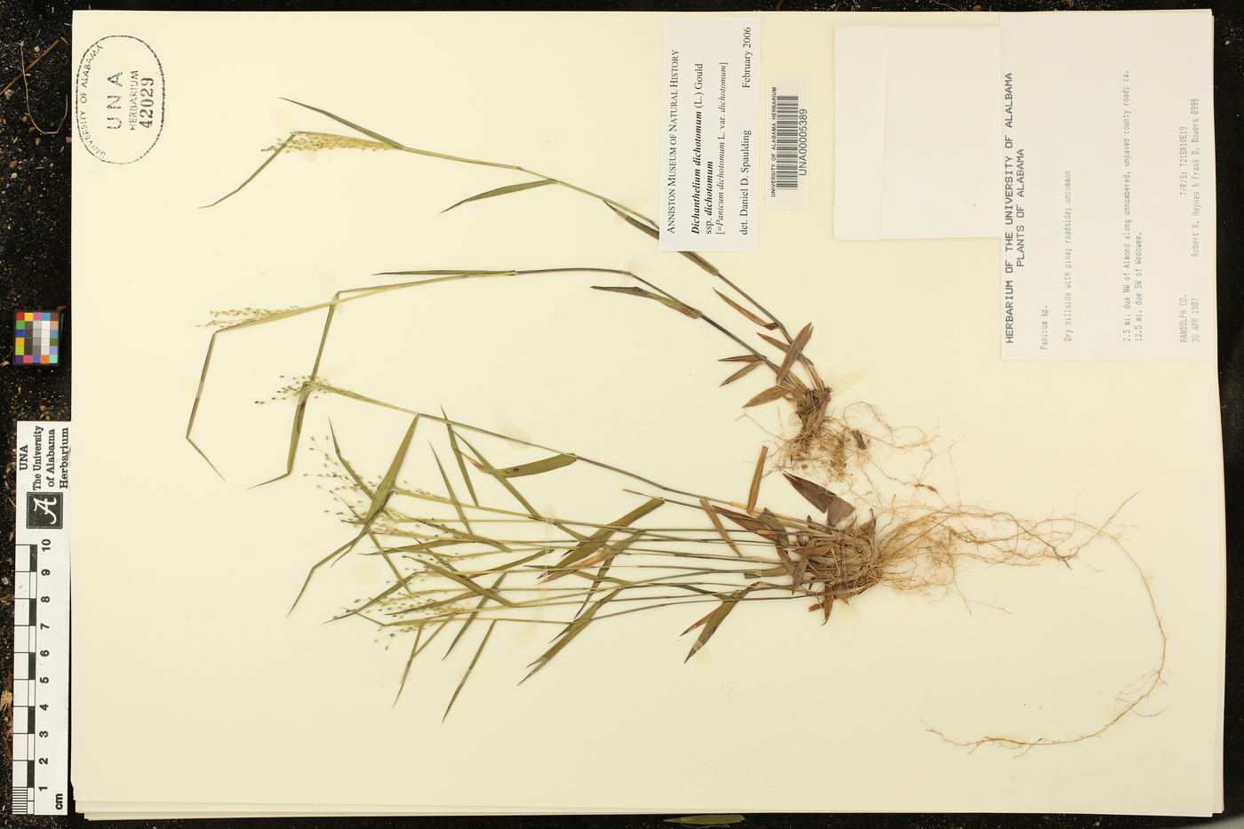 Dichanthelium dichotomum subsp. dichotomum image