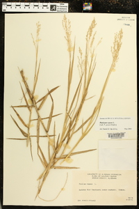 Panicum repens image