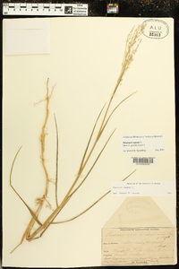 Panicum repens image