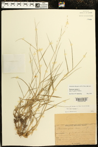 Panicum repens image