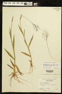 Dichanthelium ovale subsp. villosissimum image