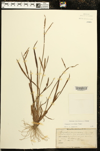 Paspalum boscianum image