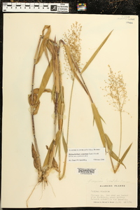 Dichanthelium scoparium image