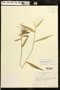 Dichanthelium ravenelii image