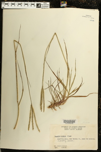 Paspalum notatum image