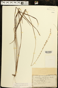 Paspalum bifidum image