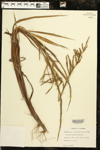 Paspalum boscianum image