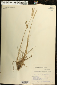 Paspalum notatum image