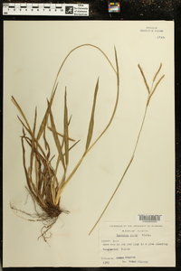 Paspalum laeve image