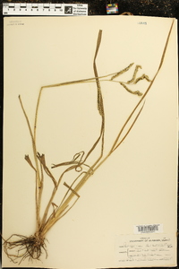 Paspalum mucronatum image