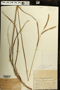 Paspalum floridanum image