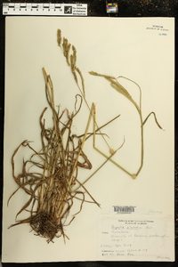 Paspalum dilatatum image