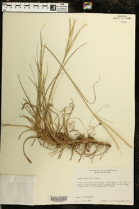 Paspalum notatum image