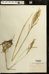 Paspalum urvillei image