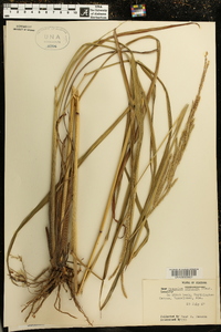 Paspalum urvillei image