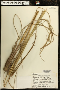 Paspalum urvillei image