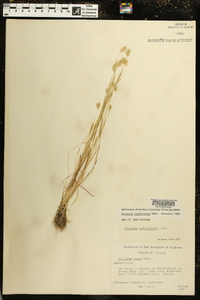 Phalaris caroliniana image