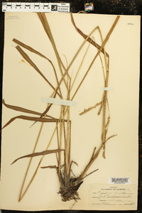 Paspalum urvillei image