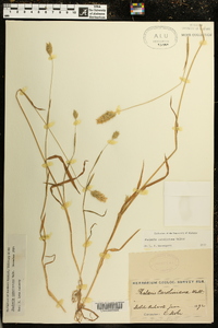 Phalaris caroliniana image