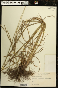 Paspalum urvillei image