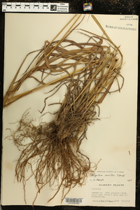 Paspalum urvillei image