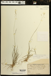 Poa autumnalis image