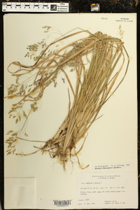 Poa cuspidata image