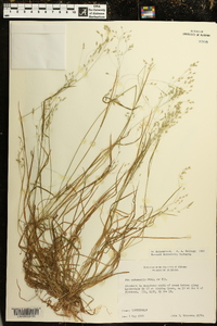 Poa autumnalis image