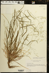 Poa sylvestris image