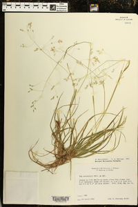 Poa autumnalis image