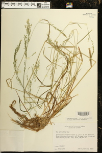 Poa sylvestris image