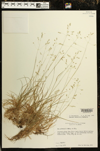 Poa autumnalis image